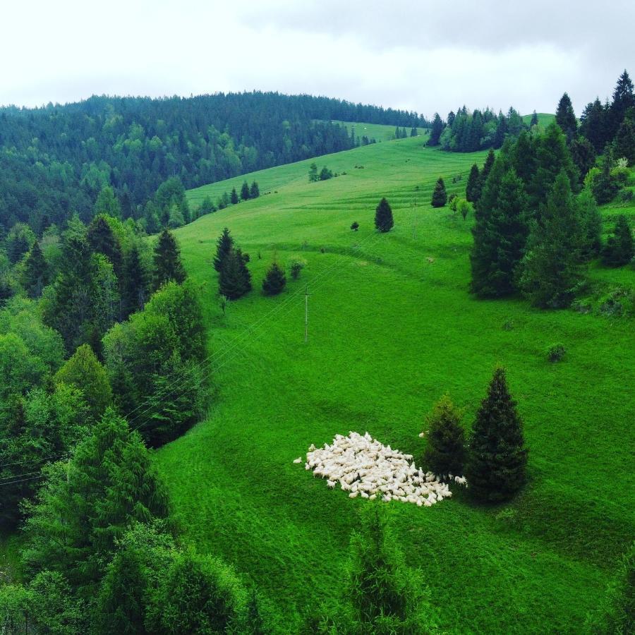 Dziejba Lesna Apartamenty &Spa - Piekne I Nowe Apartamenty I Domek, Sauna I Jacuzzi - W Cenie I Na Wylacznosc, 1 Km Od Stoku Jaworki Esterno foto